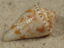 Conasprella memiae PH 2,4cm *Unikat*