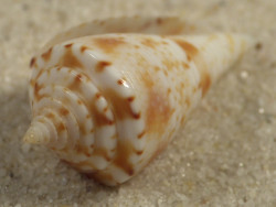 Conasprella memiae PH 2,4cm *unique*