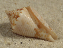 Conasprella memiae PH 2,3cm *unique*