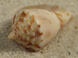 Conasprella memiae PH 2,3cm *unique*