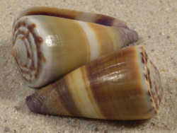 Conus sugillatus PH 3+cm