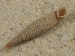 Albinaria praeclara parallelifera GR 2,1cm *Unikat*
