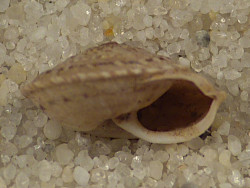 Monilearia granostriata ES 0,8mm *Unikat*