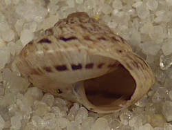 Monilearia phalerata ES 0,6cm *unique*