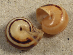 Theba pisana almogravensis PT 1,5+cm