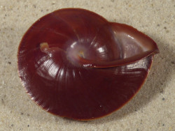 Anixa siquijorensis PH 5,1cm *Unikat*