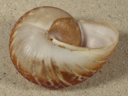 Lamarckiella zeus PH 5,8cm *unique*