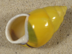 Amphidromus perversus butoti sinistral ID 4,2cm *unique*