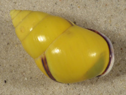Amphidromus perversus butoti linksgewunden ID 4,2cm *Unikat*