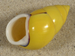 Amphidromus perversus butoti sinistral ID 4,4cm *unique*