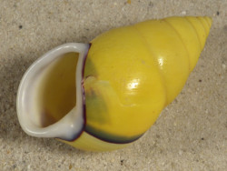 Amphidromus perversus butoti sinistral ID 4,8cm *unique*