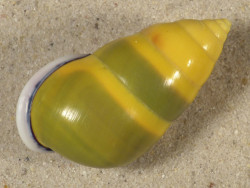 Amphidromus perversus butoti dextral ID 4,6cm *unique*