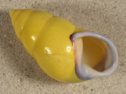 Amphidromus perversus butoti rechtsgewunden ID 4,6cm *Unikat*