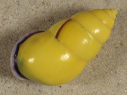 Amphidromus perversus butoti rechtsgewunden ID 4,6cm *Unikat*