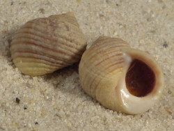 Littorina saxatilis w/o ES-Atlantic 1,3+cm