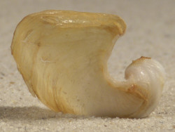 Dolabella auricularia PH 3,1cm *Unikat*