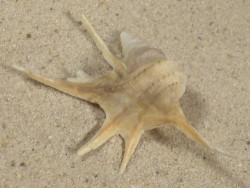 Aporrhais serresiana m/O ES-Mittelmeer 5,8cm *Unikat*