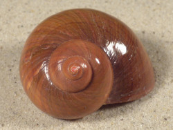 Turbo reevei PH 5,0cm *Unikat*