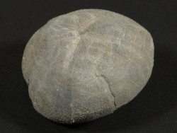 Micraster brevis Cretaceous ES 3,6cm *unique*