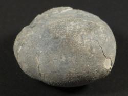 Micraster brevis Cretaceous ES 3,6cm *unique*