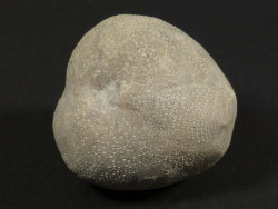 Micraster brevis Cretaceous ES 3,4cm *unique*