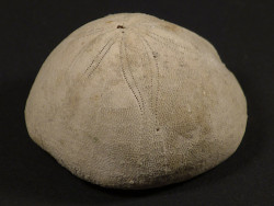 Rhyncholampas gouldii Miocene US 4,1cm *unique*