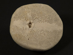 Rhyncholampas gouldii Miozn US 4,1cm *Unikat*