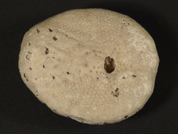 Eupatagus antillarum Eozn US 5,2cm *Unikat*