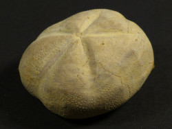 Hemiaster syriacus Kreide JO 3,2cm *Unikat*