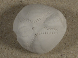 Echinocardium mediterraneum ES-Mittelmeer 4cm *Unikat*