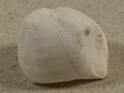 Echinocardium mediterraneum FR-Mittelmeer 3,9cm *Unikat*