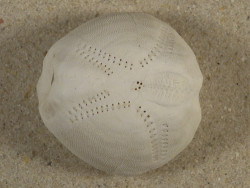 Echinocardium mediterraneum FR-Mittelmeer 3,9cm *Unikat*