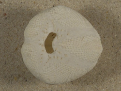 Echinocardium mediterraneum FR-Mittelmeer 3,9cm *Unikat*