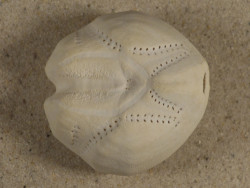 Echinocardium cordatum FR-rmelkanal 4,6cm *Unikat*