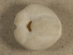 Echinocardium cordatum FR-rmelkanal 4,6cm *Unikat*