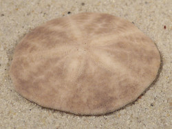 Echinarachnius parma CA-Atlantic 3,5cm *unique*