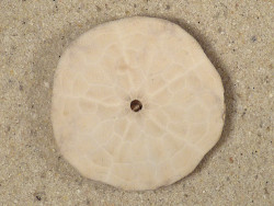 Echinarachnius parma CA-Atlantic 3,5cm *unique*