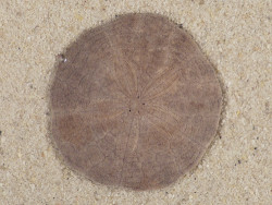 Echinarachnius parma CA-Atlantic 3,4cm *unique*
