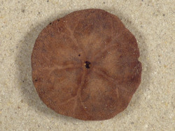 Echinarachnius parma CA-Atlantic 
