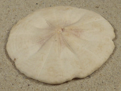 Arachnoides placenta PH 6,1cm *unique*