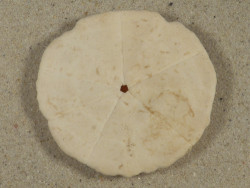 Arachnoides placenta PH 6,1cm *unique*