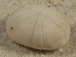 Echinoneus cyclostomus FR-IndianOcean 1,9cm *unique*