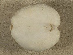 Pericosmus macronesius PH 6,8cm *Unikat*