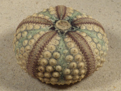 Echinothrix calamaris PH 6,7cm *unique*