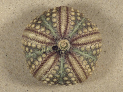 Echinothrix calamaris PH 7,2cm *unique*