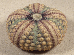 Echinothrix calamaris PH 6,7cm *unique*