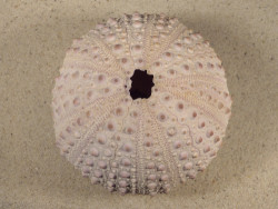 Stomopneustes variolaris MG 9,6cm *unique*