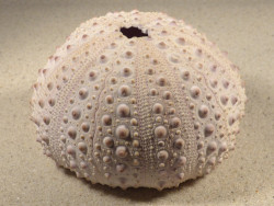 Stomopneustes variolaris MG 9,6cm *unique*