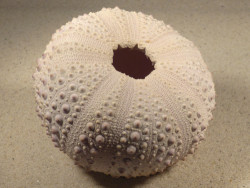Stomopneustes variolaris MG 9,6cm *unique*