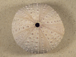 Stomopneustes variolaris MG 10,1cm *unique*